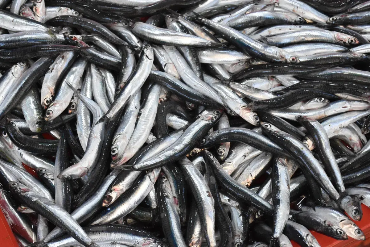 balik tezgahlari sardalya ile doldu z9DUQJWq