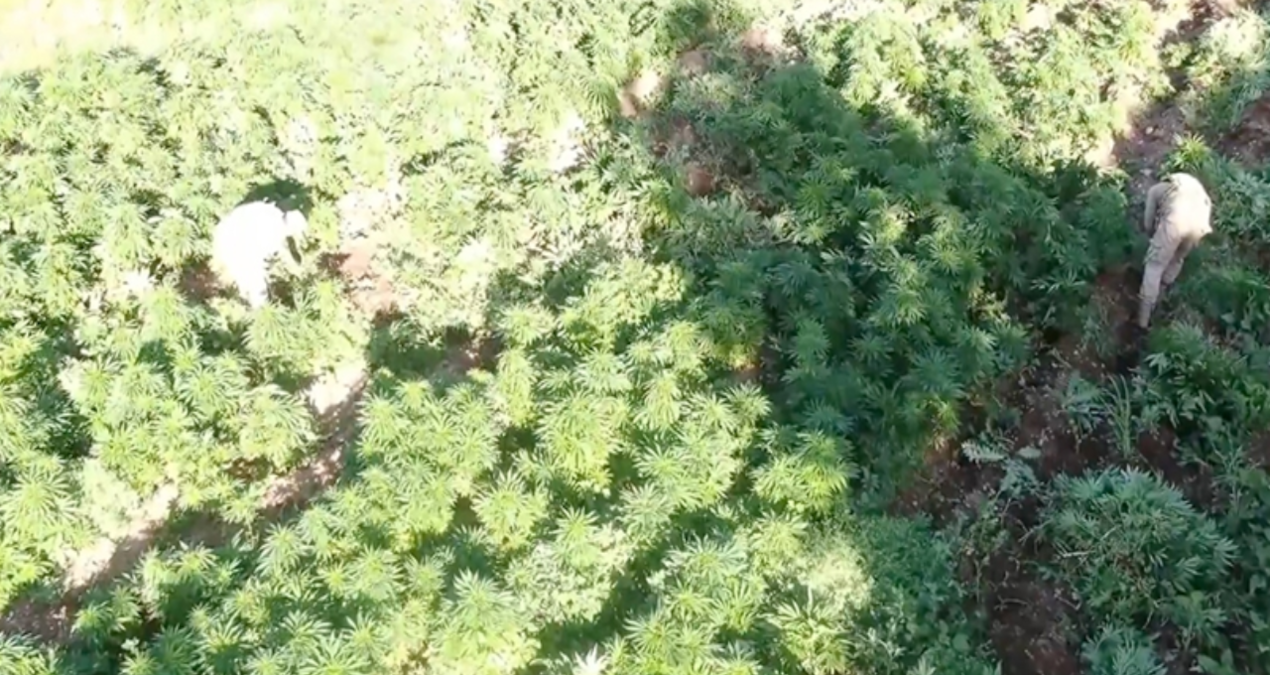 mugla aciklarindaki teknedeki 210 kilogram skunk yakalandi Wn5MITdw