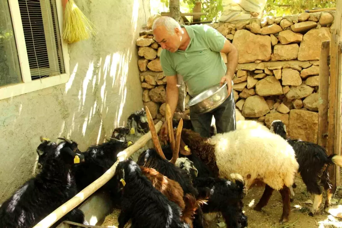 eski hukumlu tahir keskin is kur destegiyle 200 keci surusune ulasti yci7qm5q.jpg