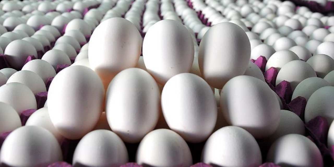 tuik acikladi yumurta azaldi w5cNQER5.jpg